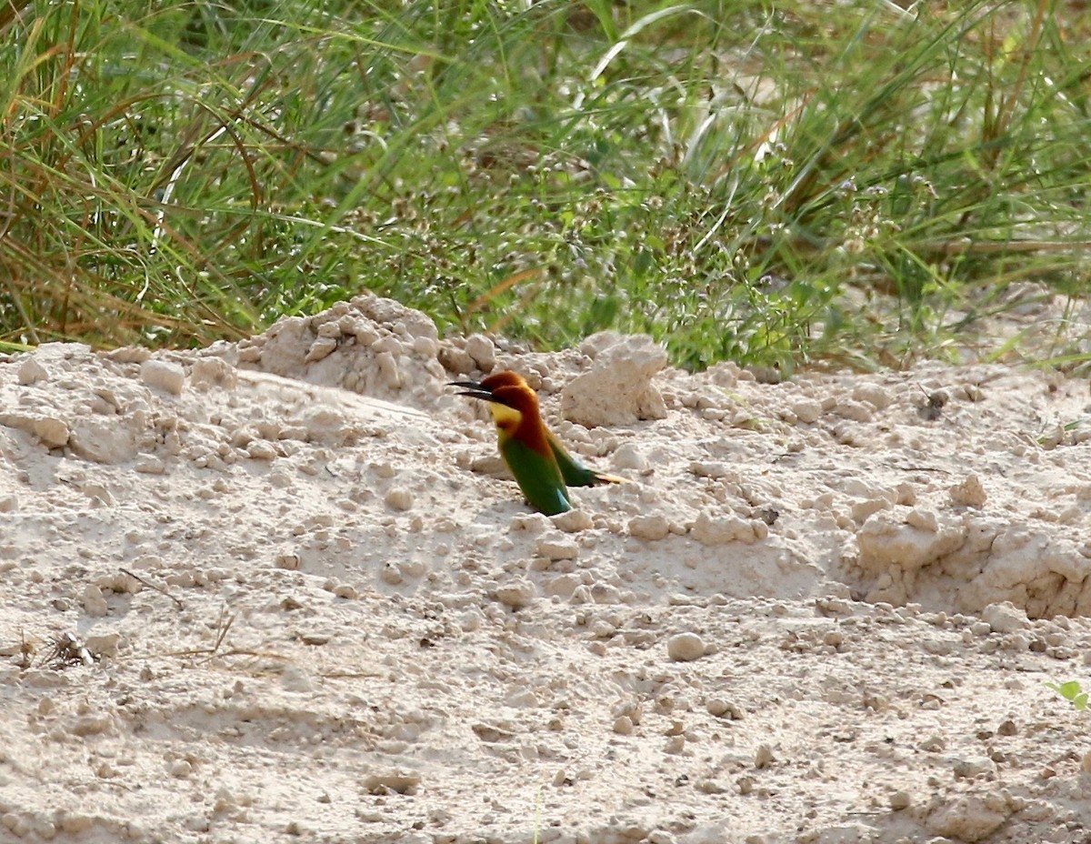 Chestnut-headed Bee-eater - ML615729469