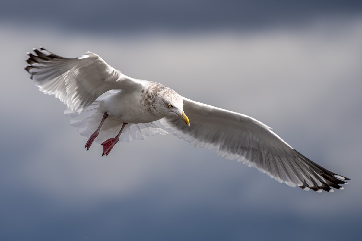 Short-billed Gull - ML615729543