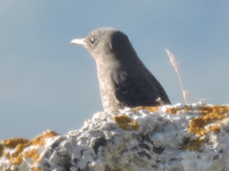 Blue Rock-Thrush - Gary Hantsbarger