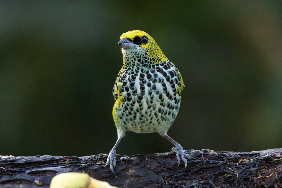 Speckled Tanager - ML615729604