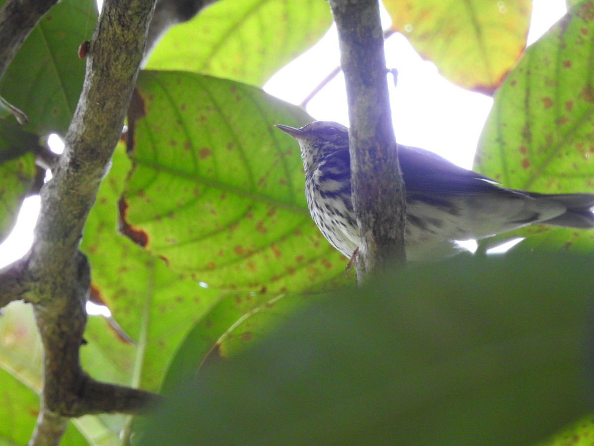 Northern Waterthrush - Nancy Douglas