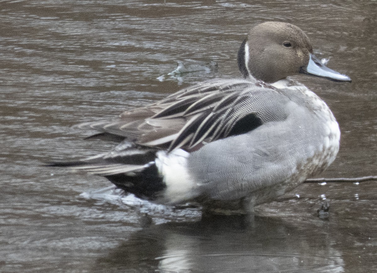 Northern Pintail - ML615729660