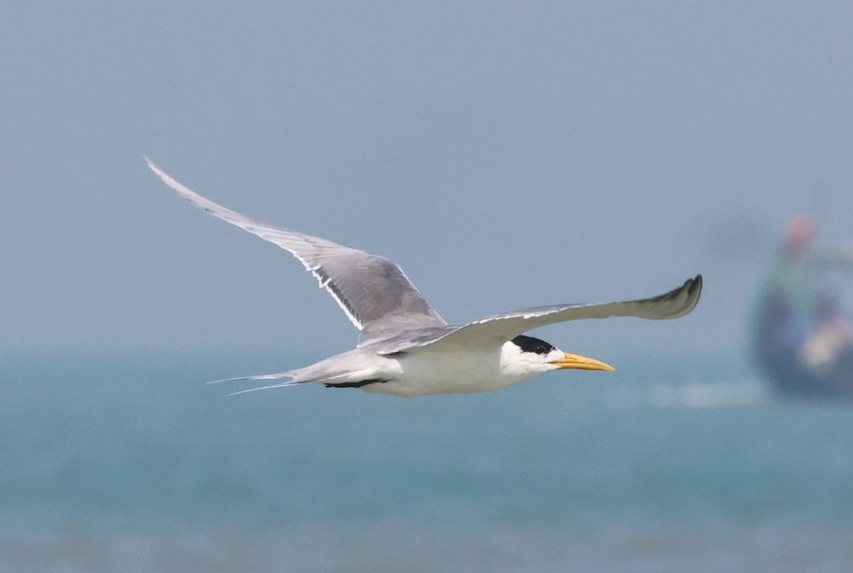 Great Crested Tern - ML615729762