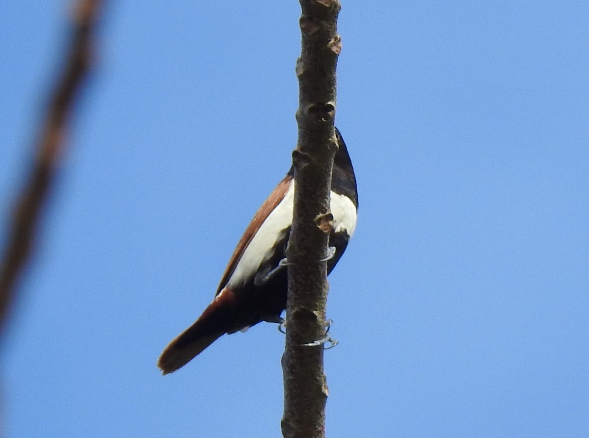 Tricolored Munia - Mike Cowlard