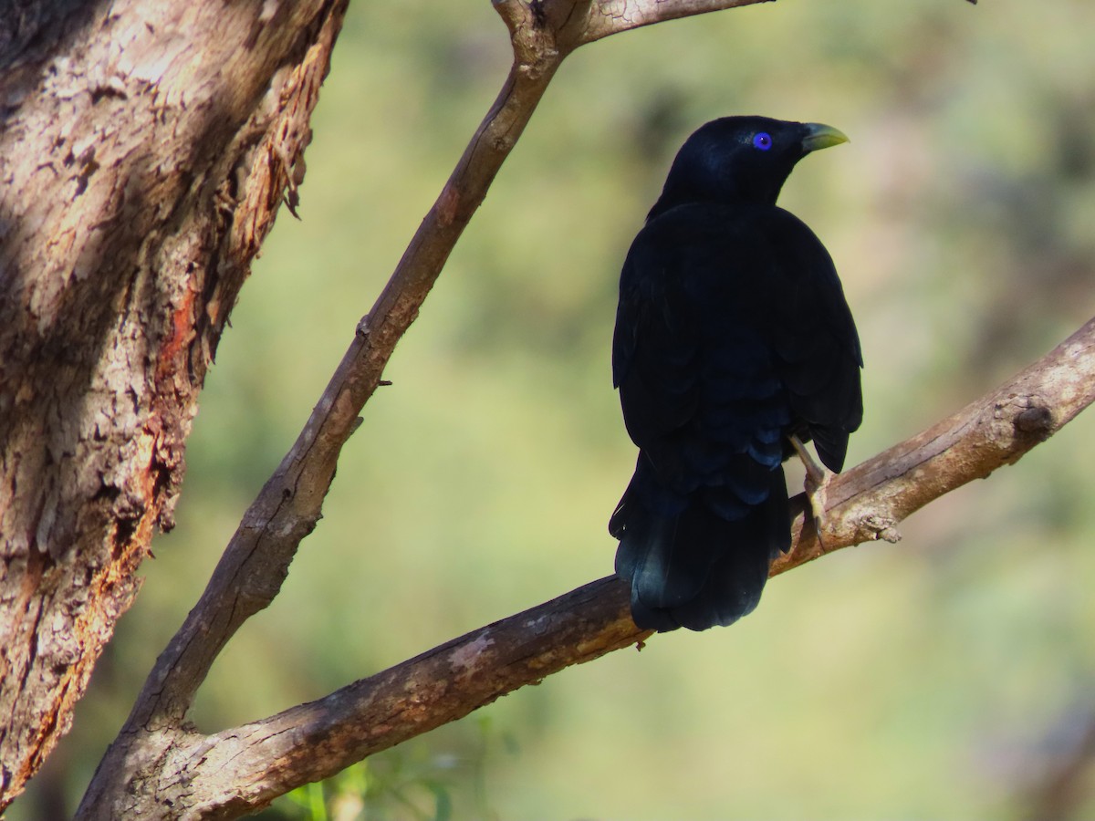 Satin Bowerbird - ML615729805