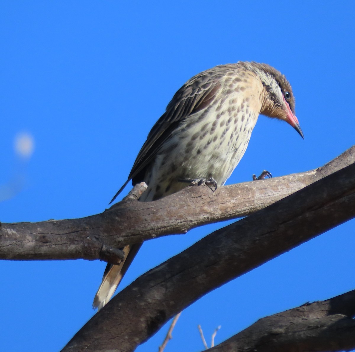 Spiny-cheeked Honeyeater - ML615729811