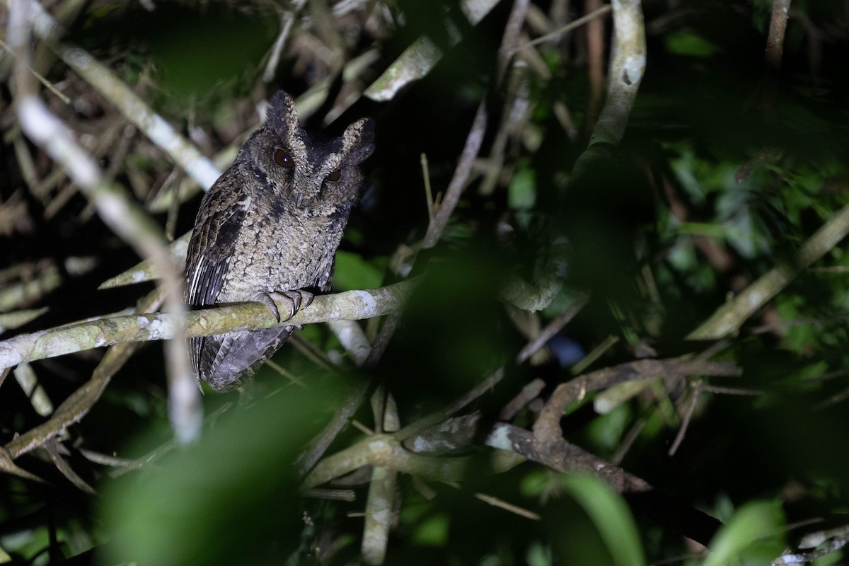 Everett's Scops-Owl - ML615729824