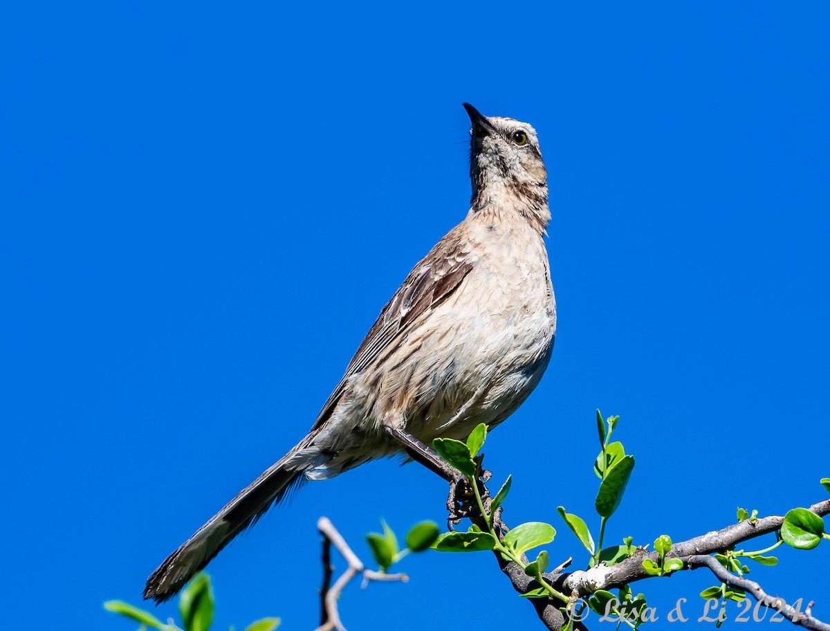 Chilean Mockingbird - Lisa & Li Li