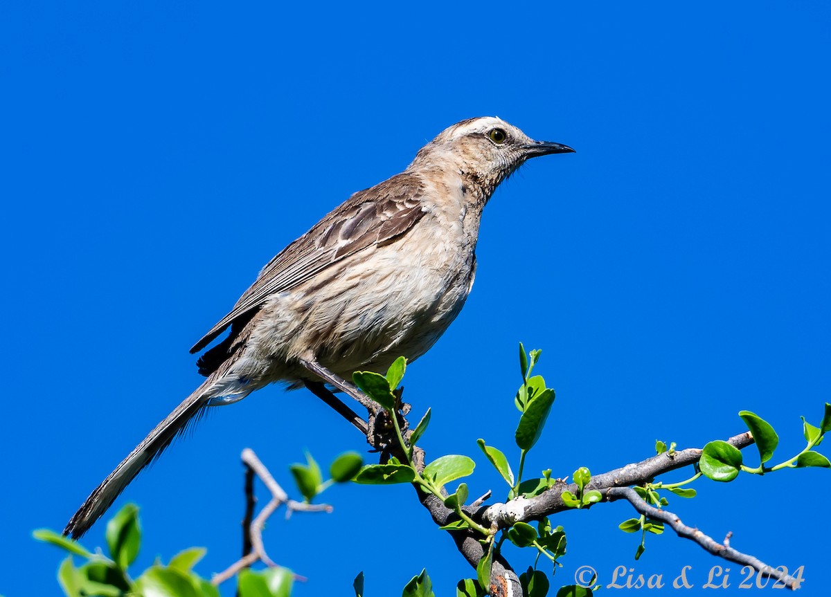 Chilean Mockingbird - Lisa & Li Li