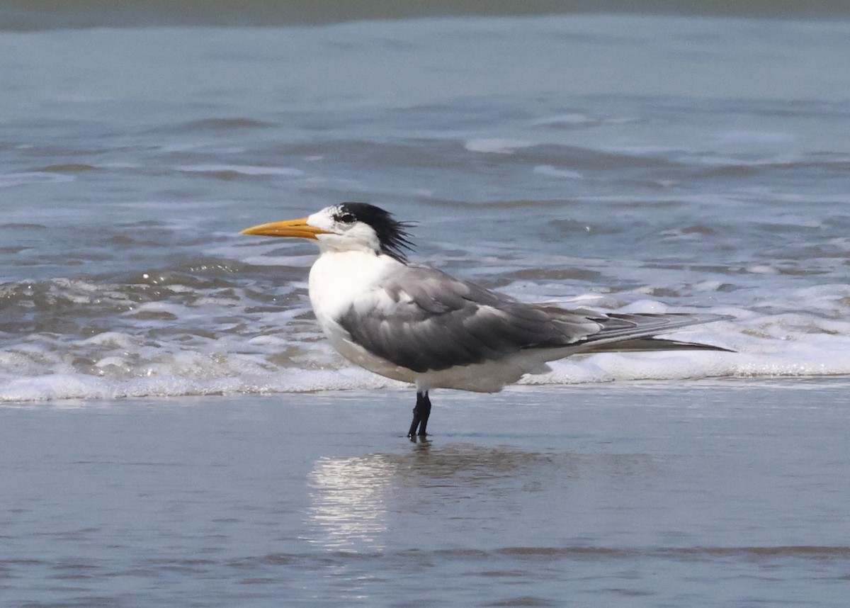 Great Crested Tern - ML615729833