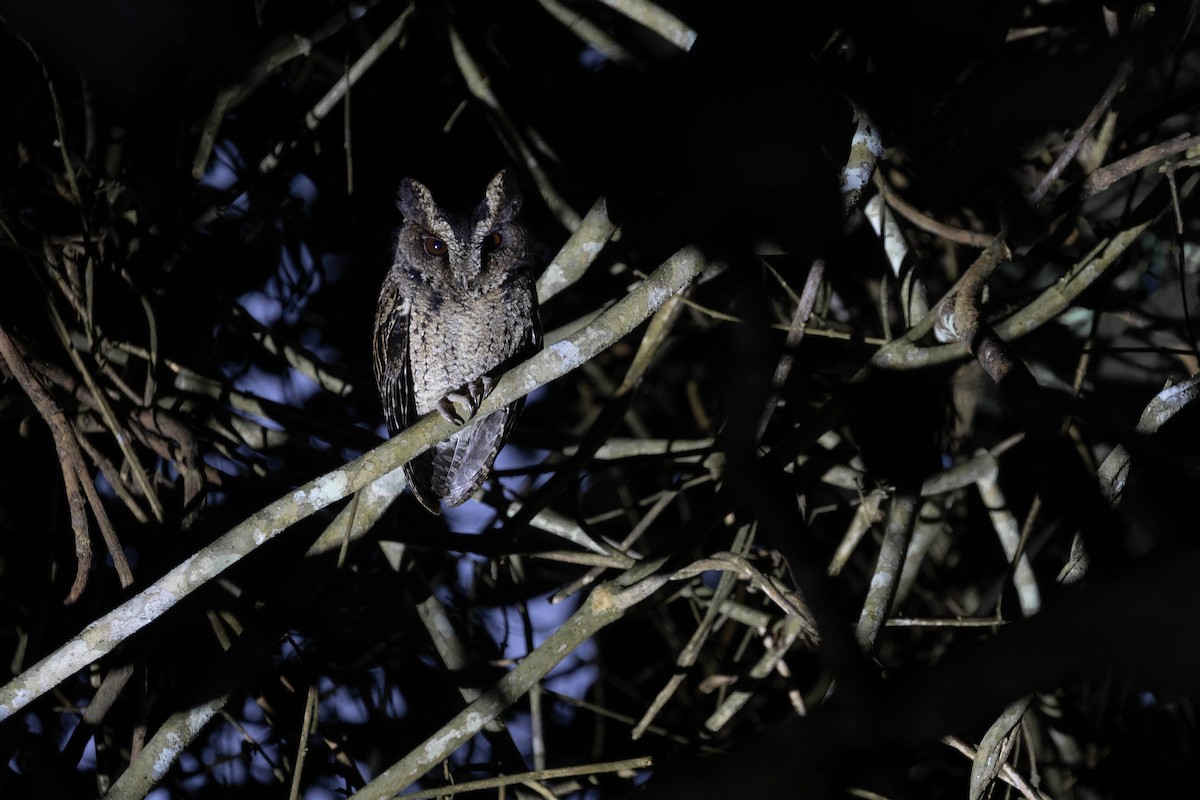 Everett's Scops-Owl - Po-Wei Chi