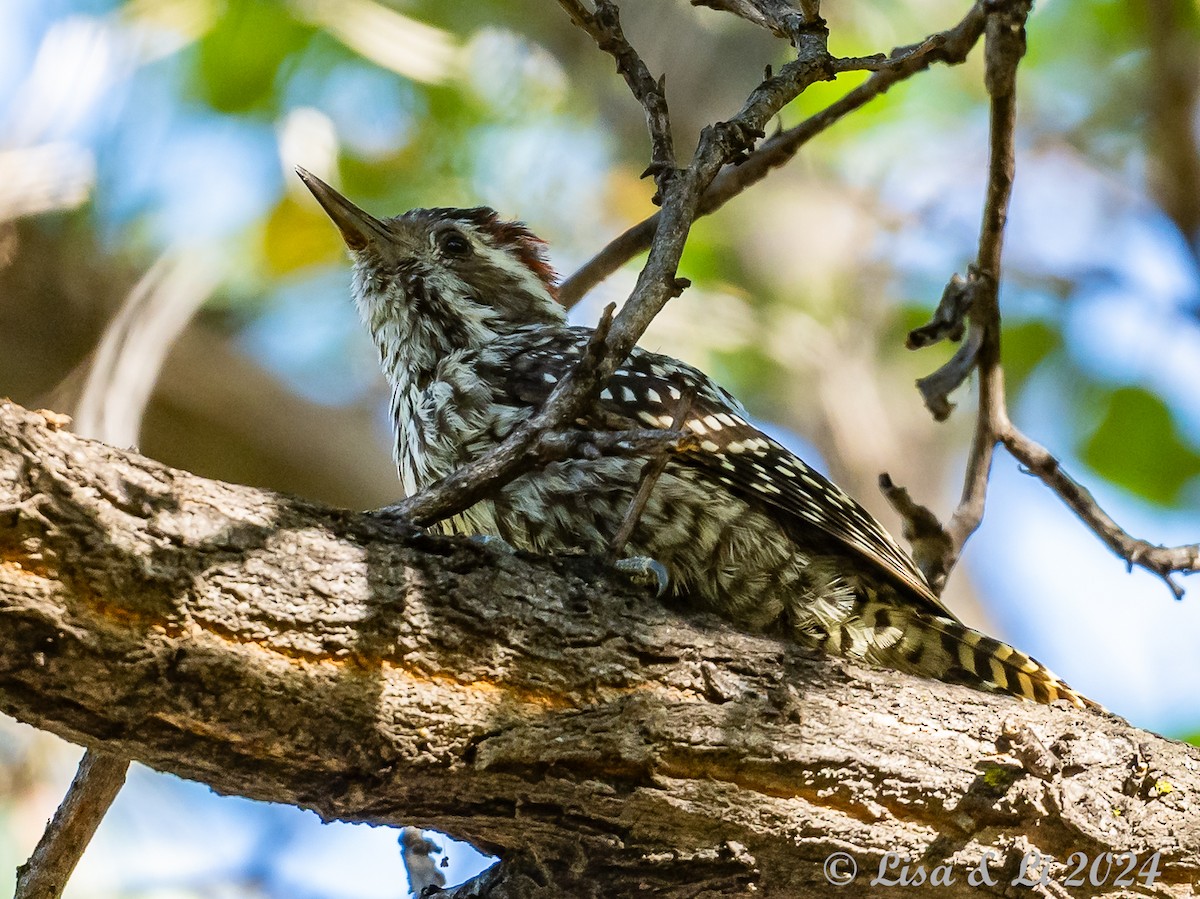 Striped Woodpecker - Lisa & Li Li