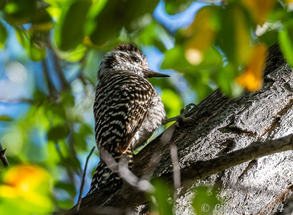 Striped Woodpecker - Lisa & Li Li