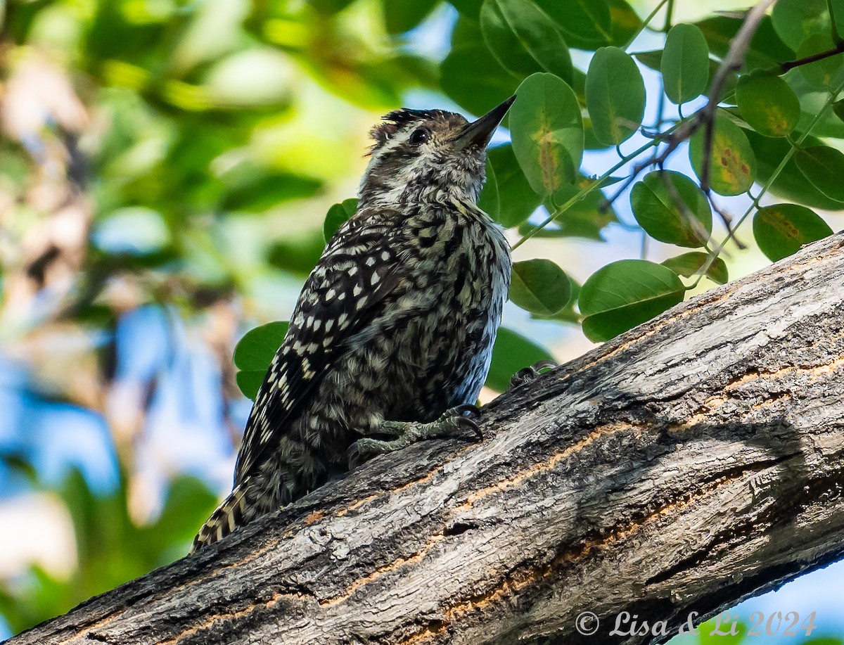 Striped Woodpecker - Lisa & Li Li