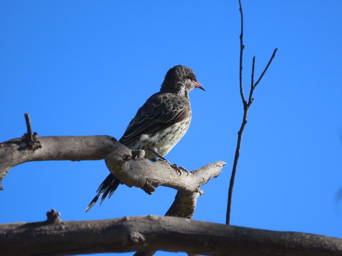 Spiny-cheeked Honeyeater - ML615729844