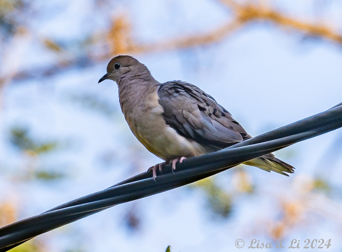 Eared Dove - Lisa & Li Li