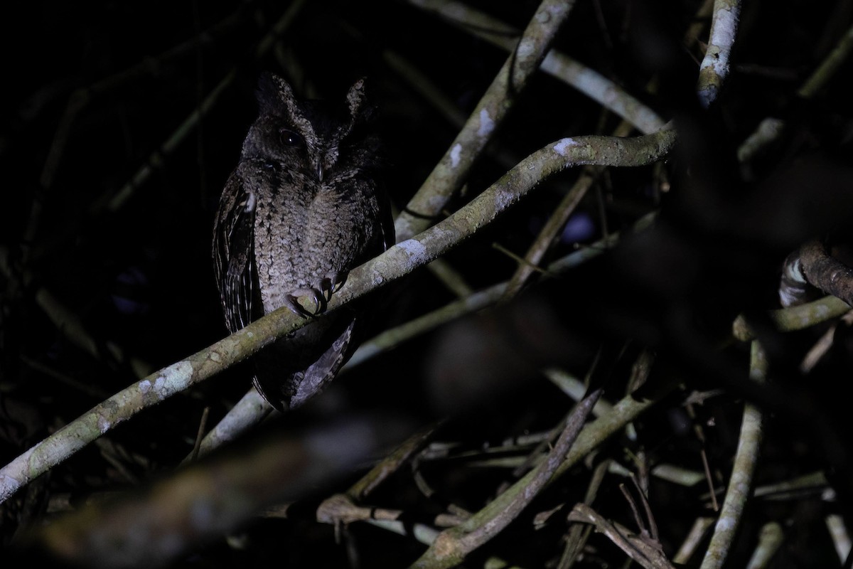 Everett's Scops-Owl - Po-Wei Chi