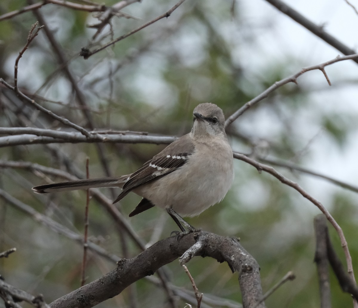 Northern Mockingbird - ML615729866