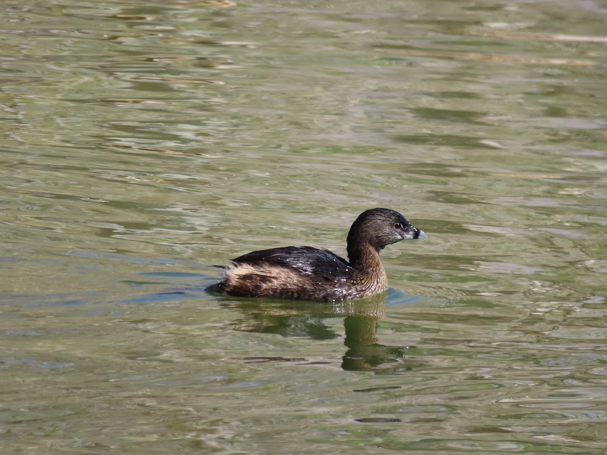 Pied-billed Grebe - ML615729890