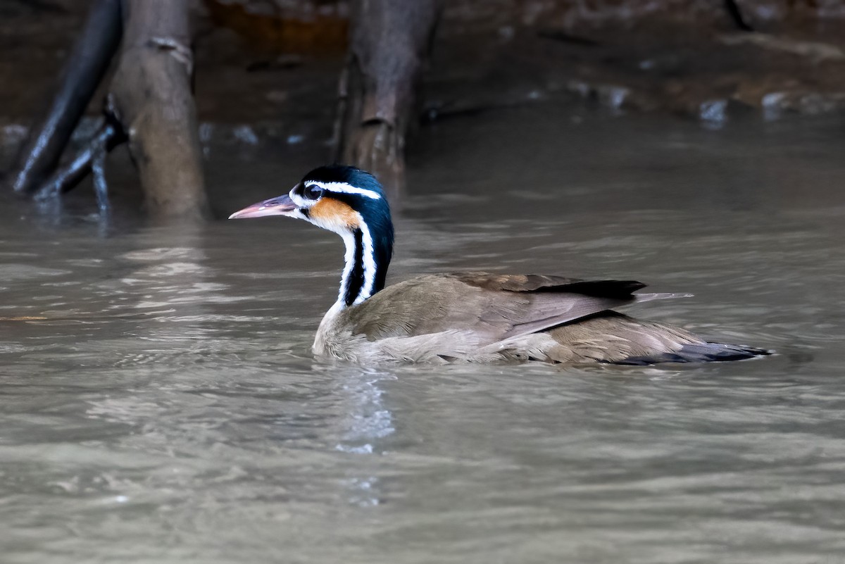 Sungrebe - Jennifer Esten