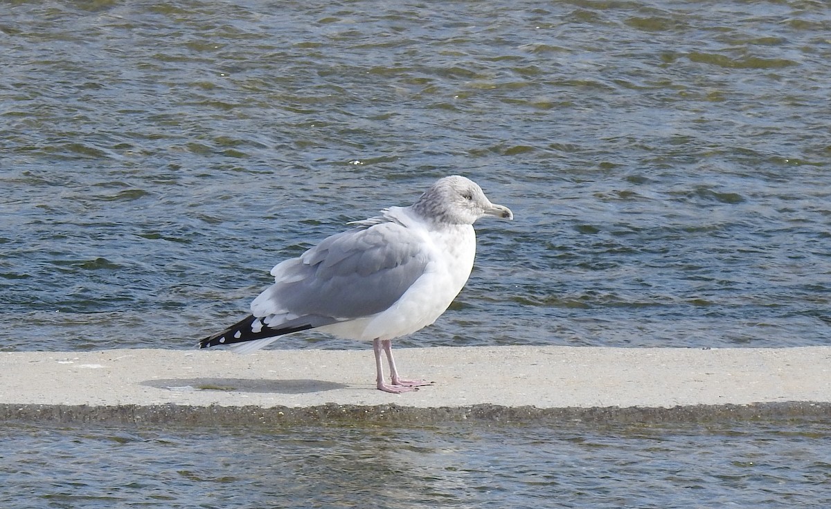 Goéland argenté - ML615730013