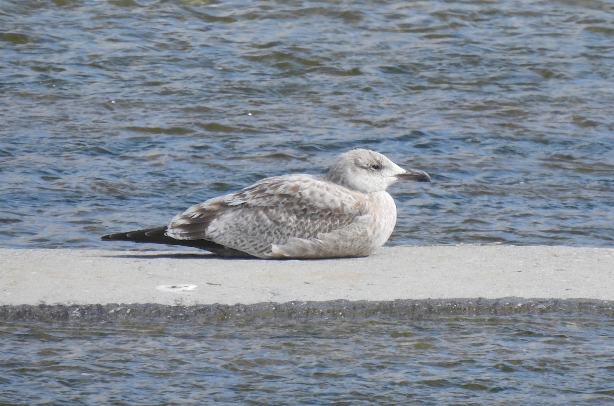 Goéland argenté - ML615730016