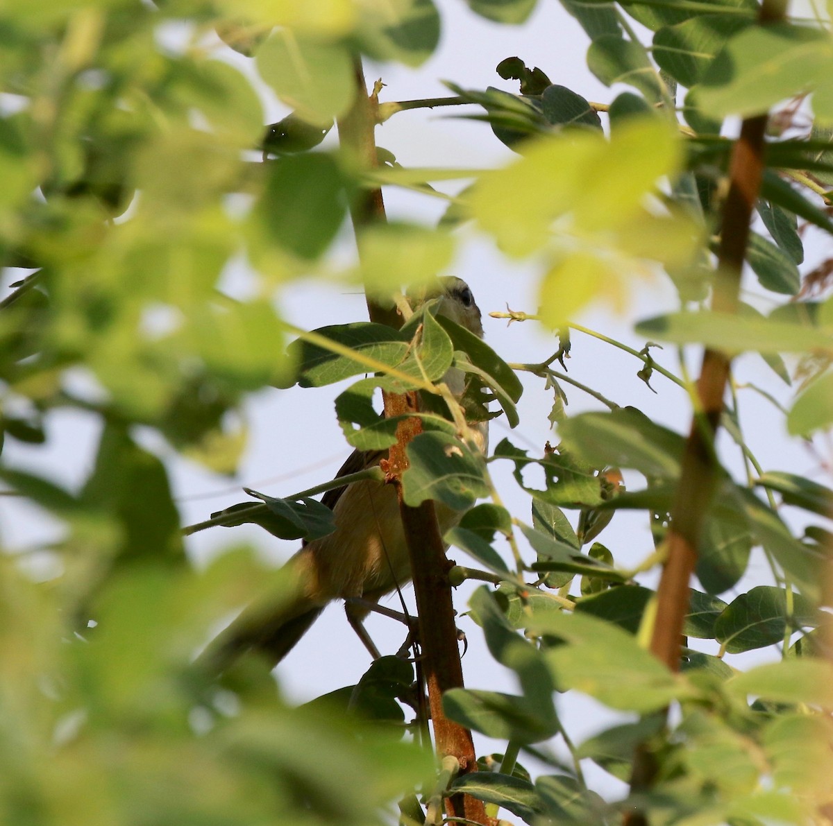 Oriental Reed Warbler - ML615730019