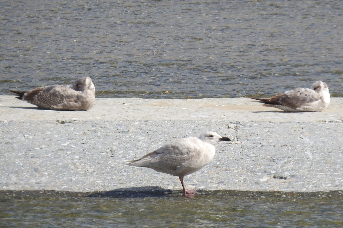 Goéland à ailes grises - ML615730041