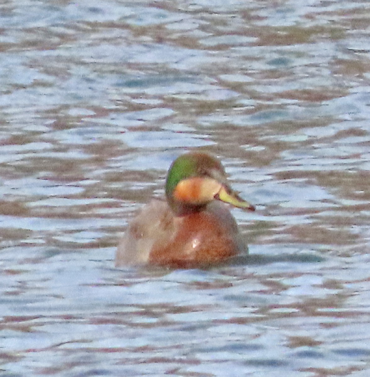 Gadwall x Mallard (hybrid) - ML615730046