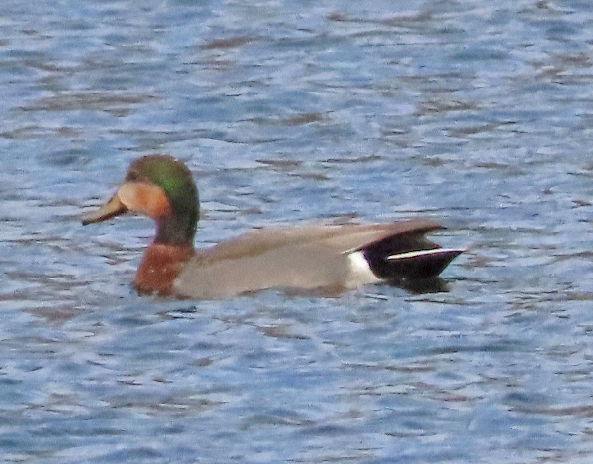 Gadwall x Mallard (hybrid) - ML615730047