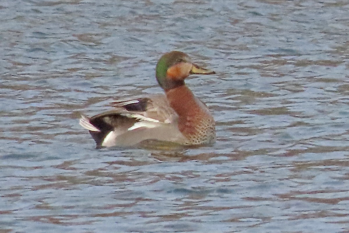 Gadwall x Mallard (hybrid) - ML615730048