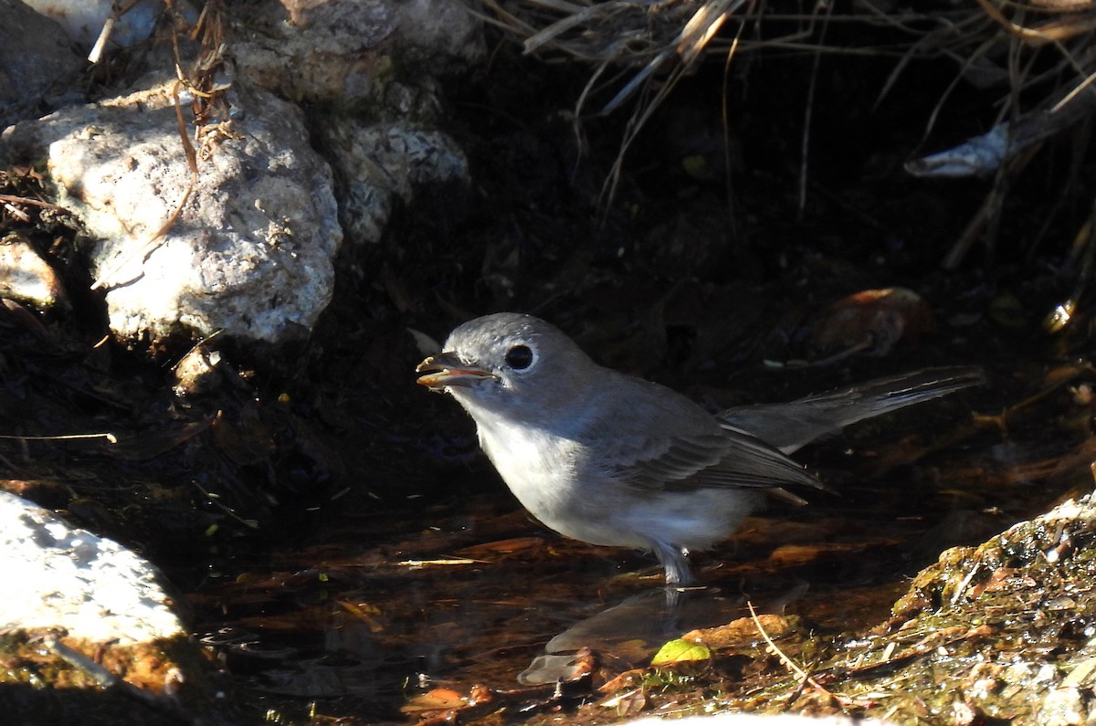 Gray Vireo - Mary Tannehill