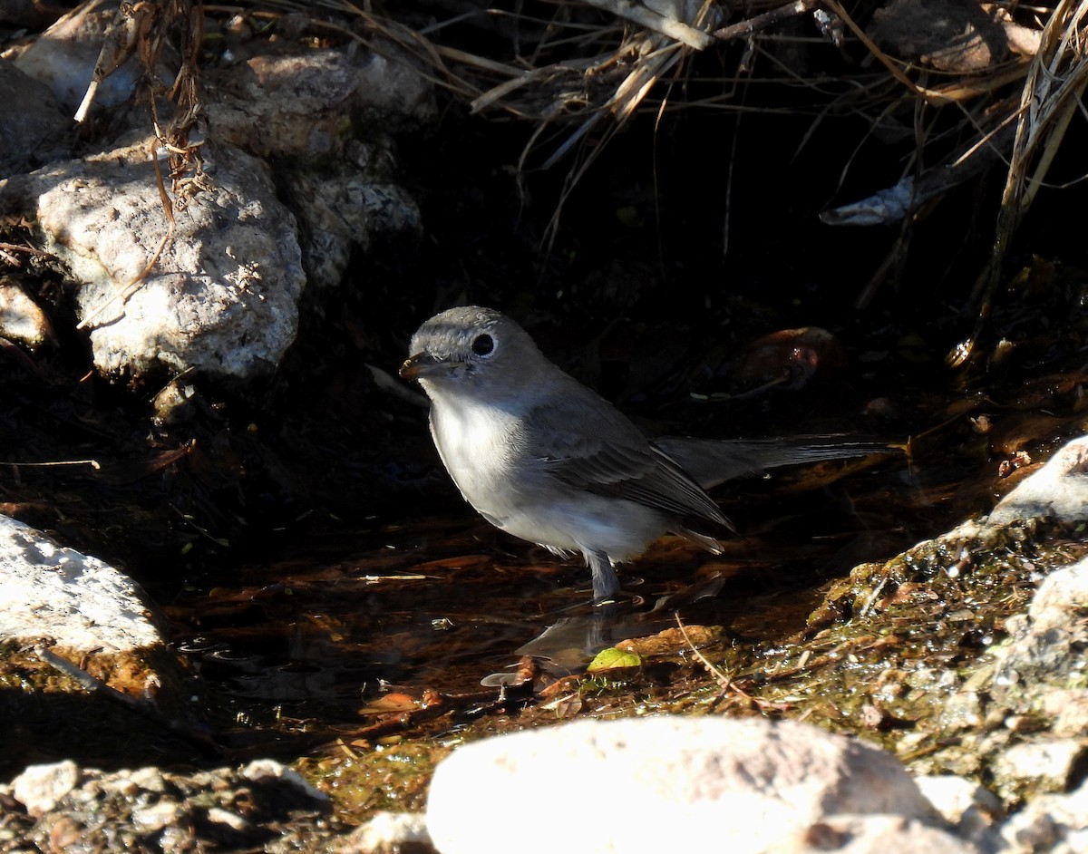 Grauvireo - ML615730072