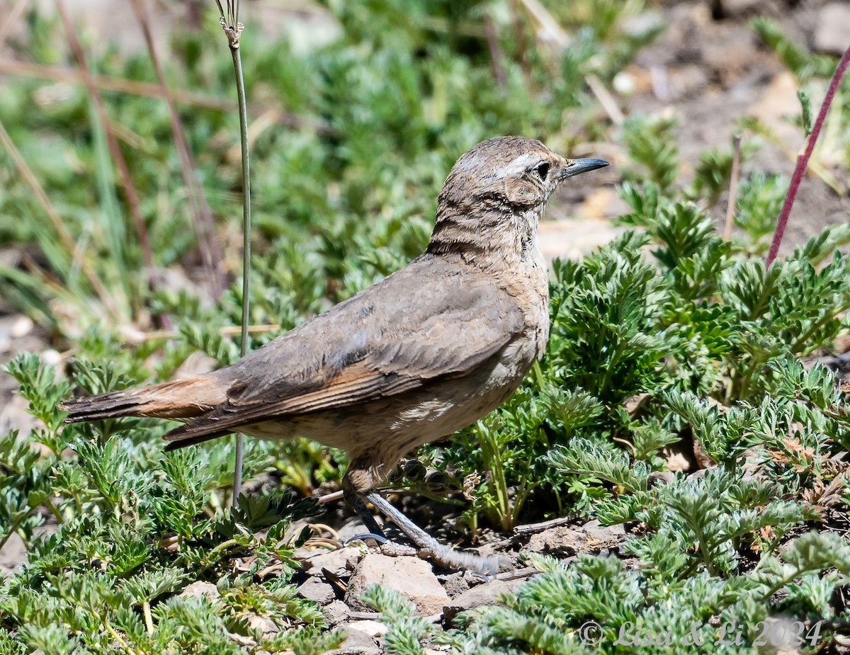 Rufous-banded Miner - ML615730092