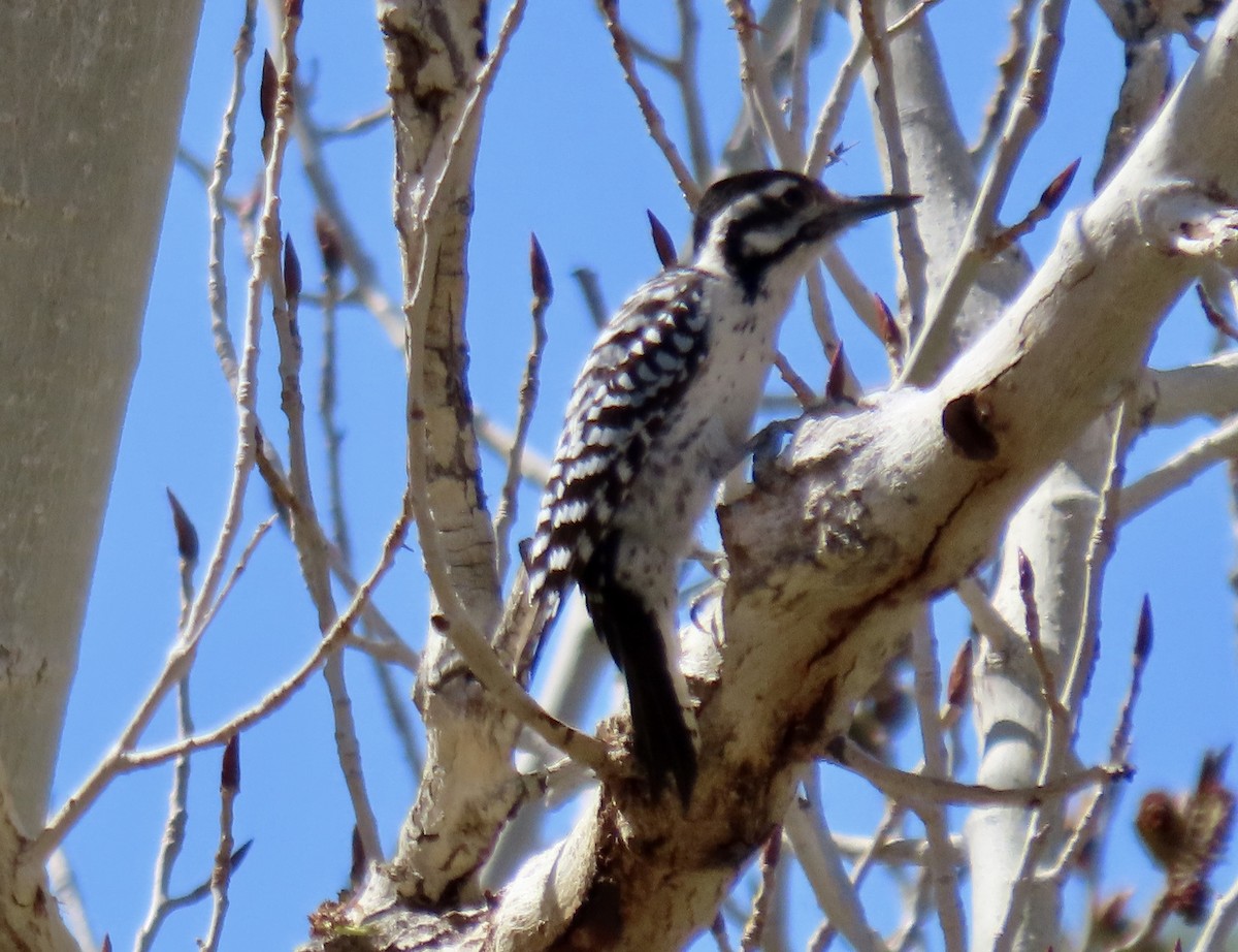 Ladder-backed Woodpecker - ML615730129