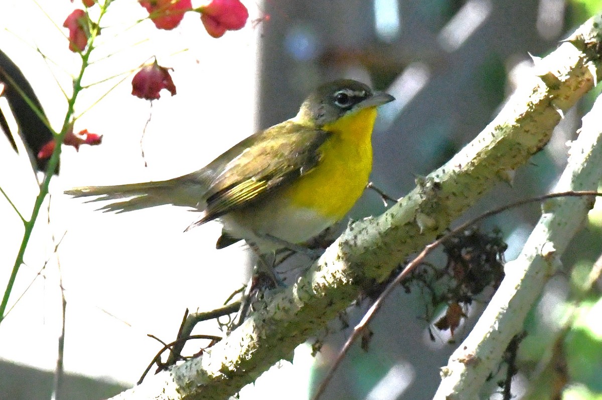 Yellow-breasted Chat - ML615730145