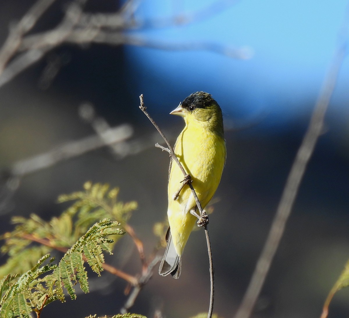 Lesser Goldfinch - ML615730160