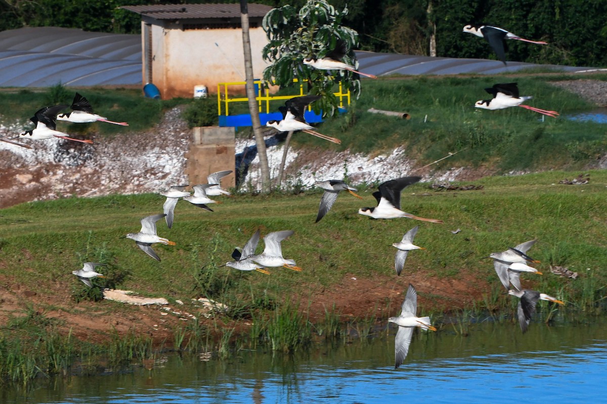 Greater Yellowlegs - ML615730179