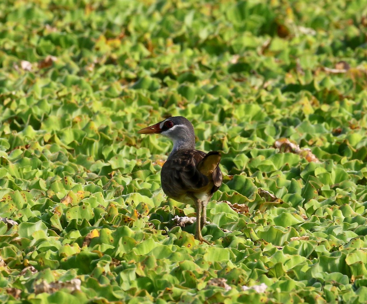 White-browed Crake - ML615730297