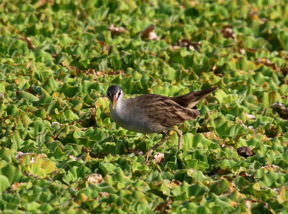 White-browed Crake - ML615730299