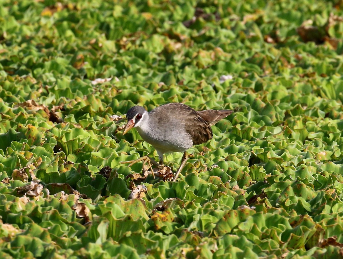 White-browed Crake - ML615730301