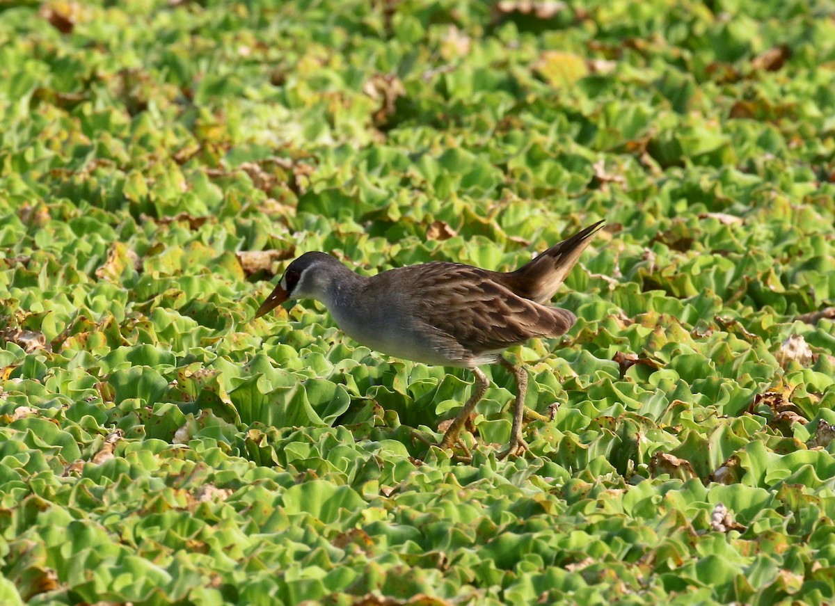 White-browed Crake - ML615730305