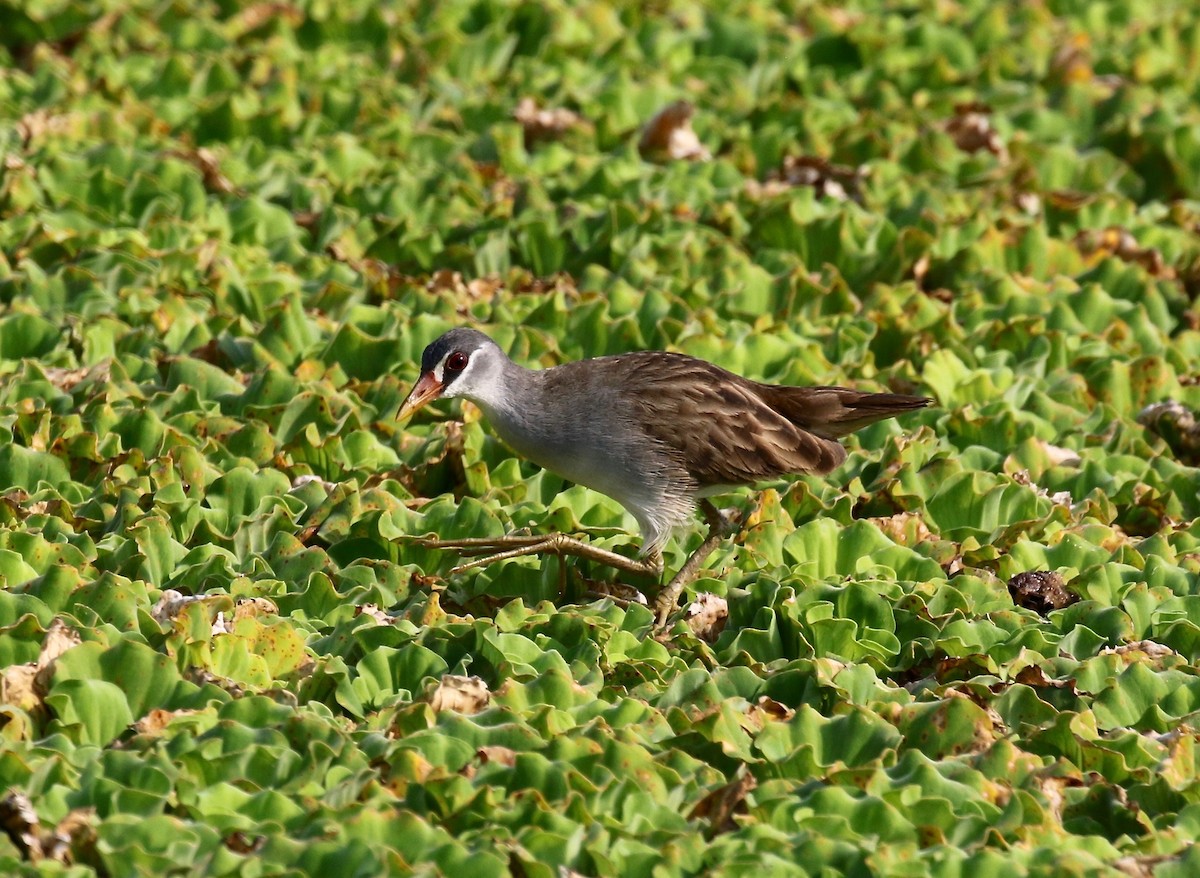 White-browed Crake - ML615730309