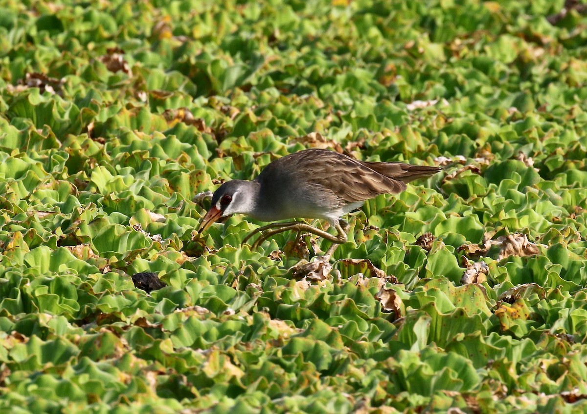 White-browed Crake - ML615730312