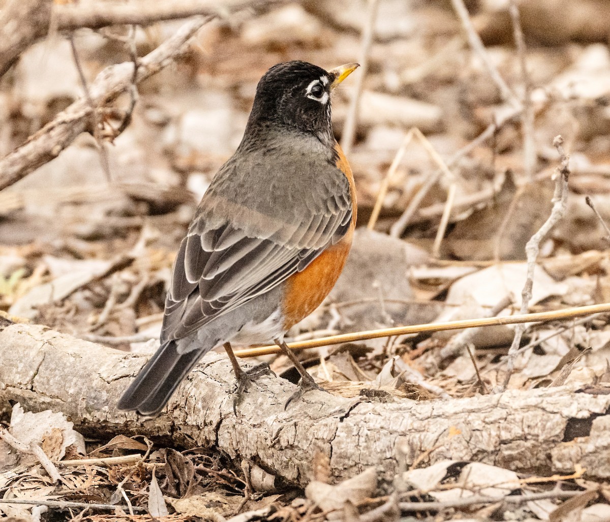 American Robin - ML615730324