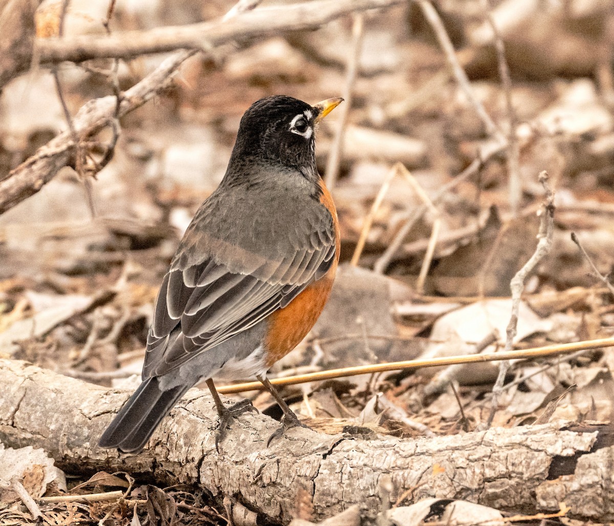 American Robin - ML615730325