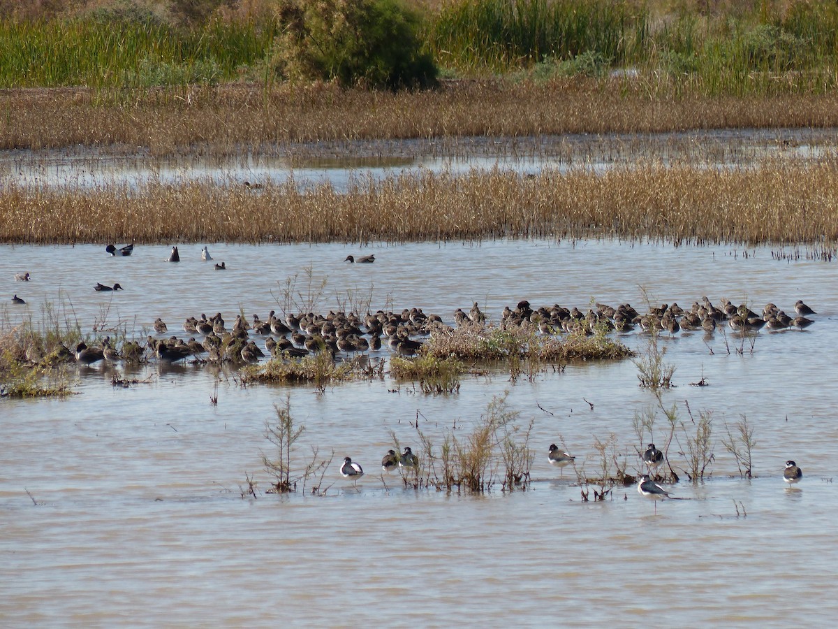 Long-billed Dowitcher - ML615730339