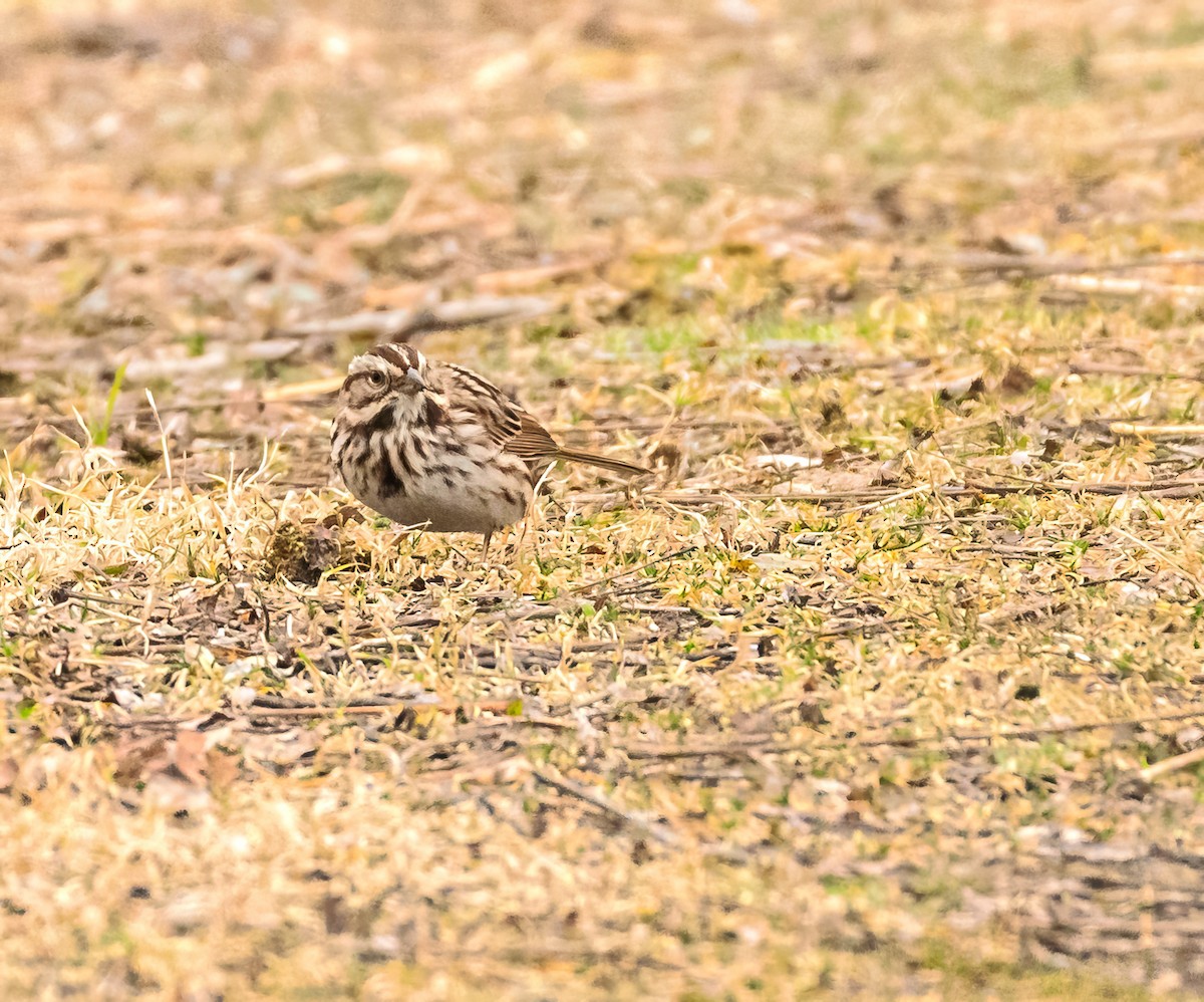 Song Sparrow - ML615730351