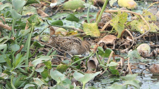 Pin-tailed Snipe - ML615730361