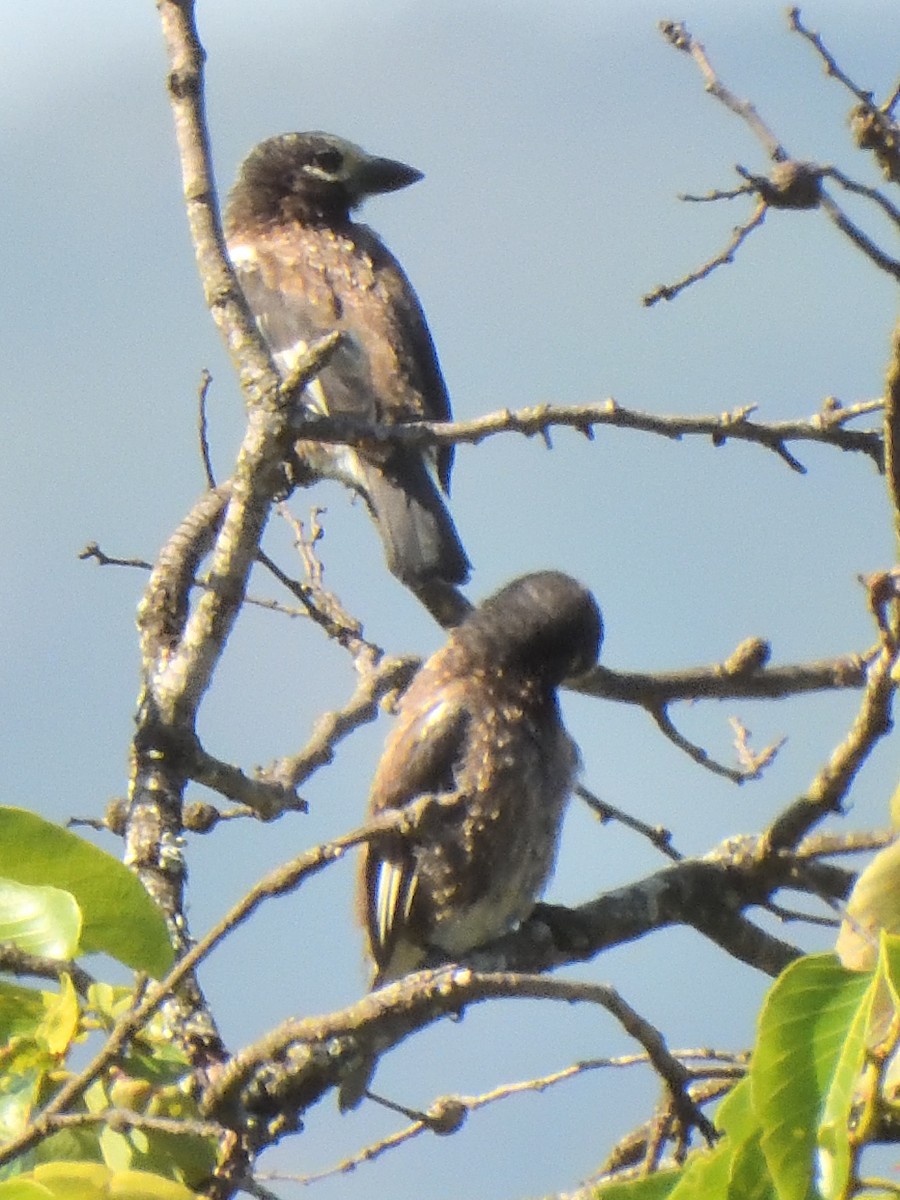 Whyte's Barbet - ML615730388